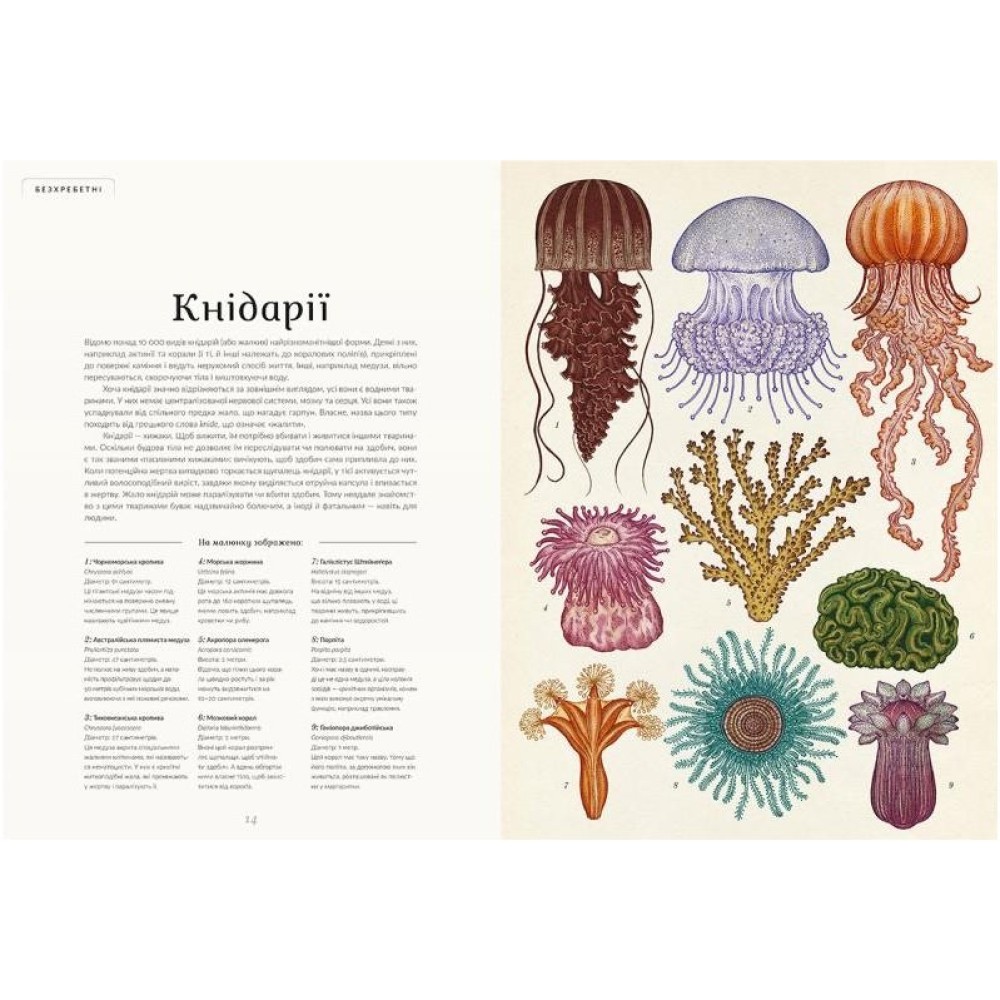 Книга "Анімаліум" - Брум Дженни
